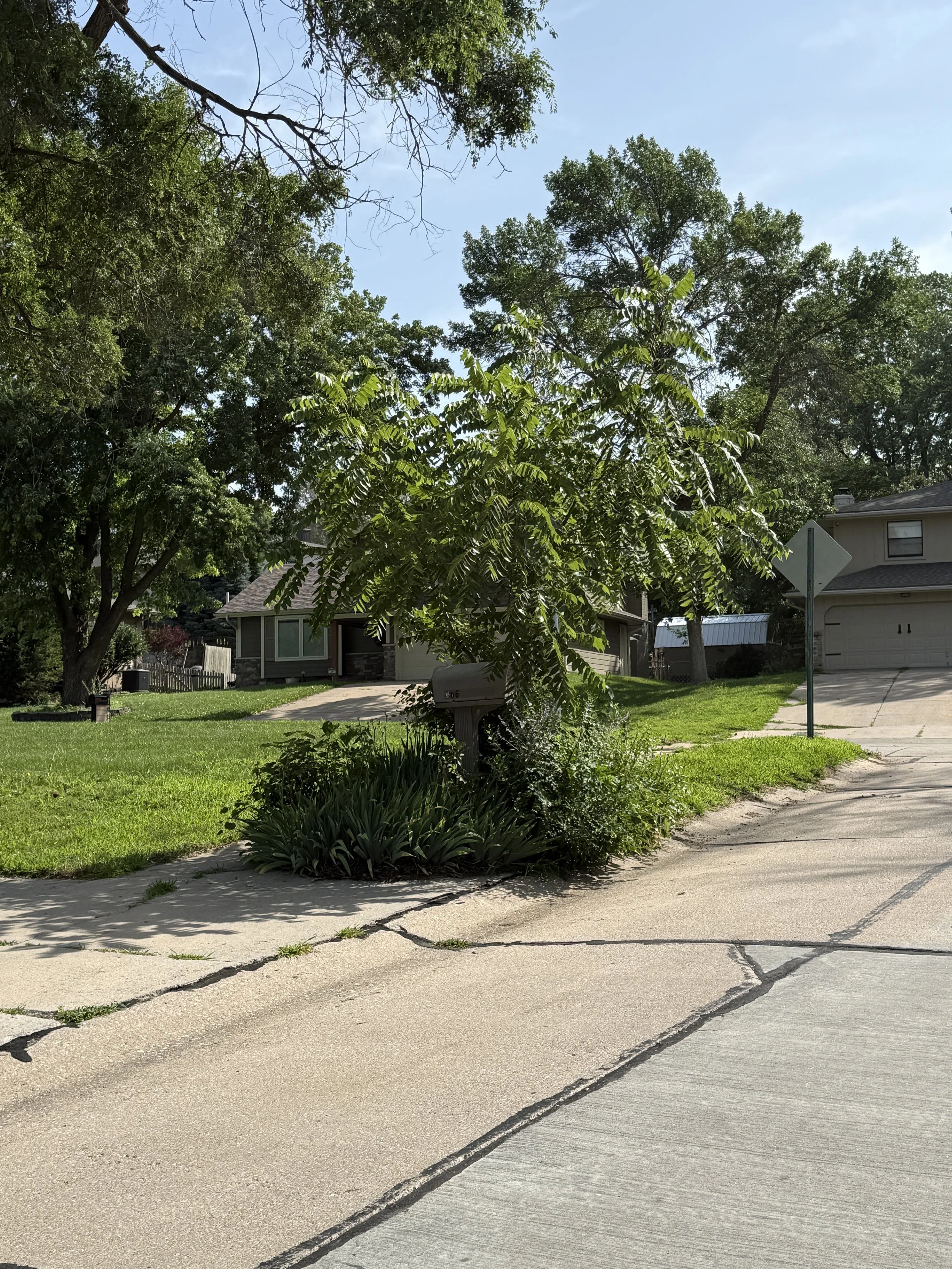 Removing Tree of Heaven