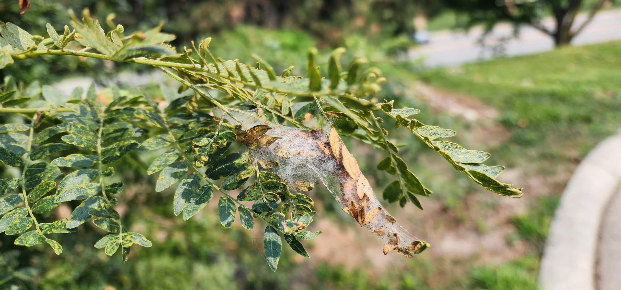 Mimosa Webworms are Showing up on Locust Trees 