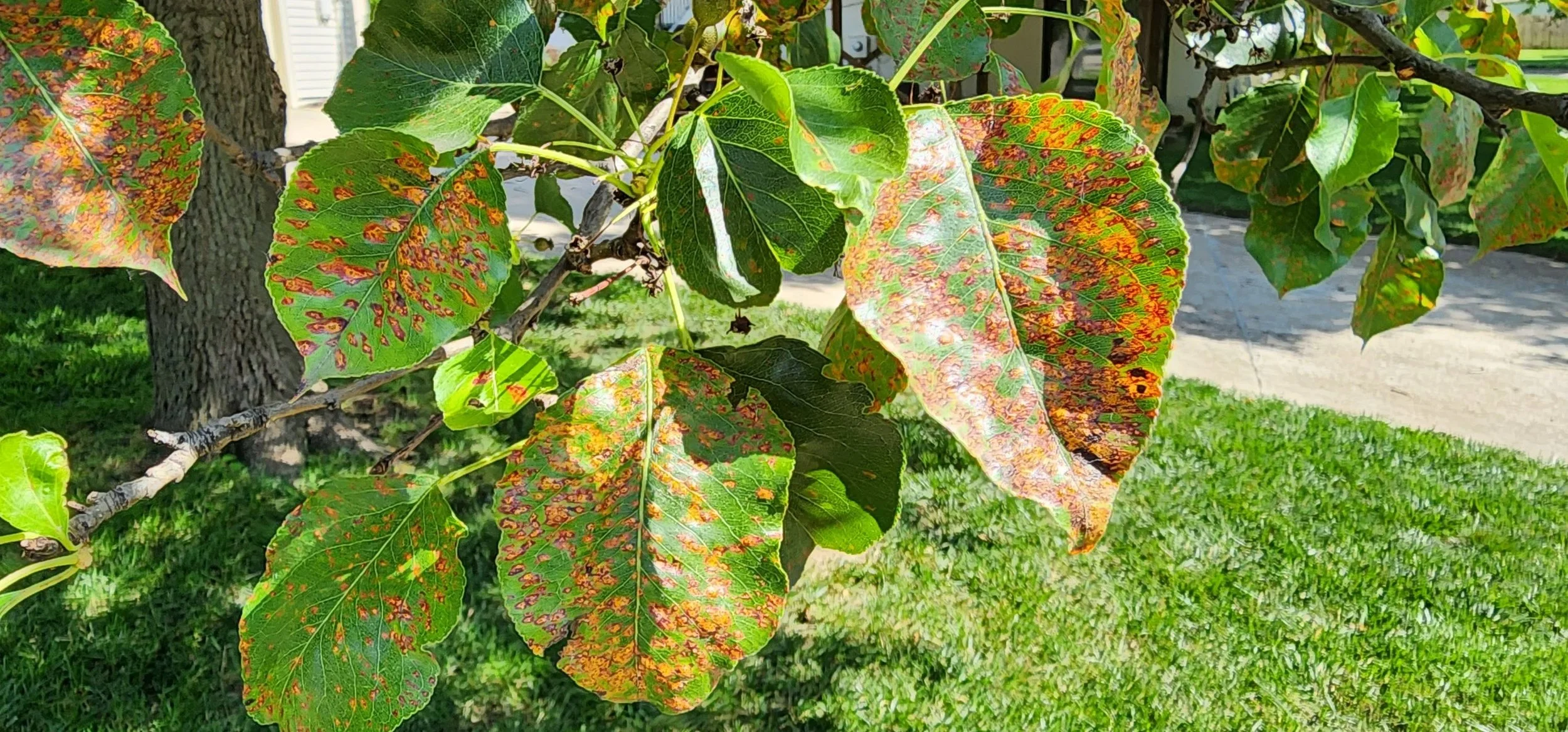 Pear Rust is on the Move