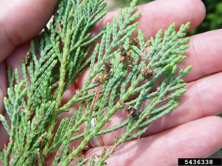 GB Bagworms Blog.jpg