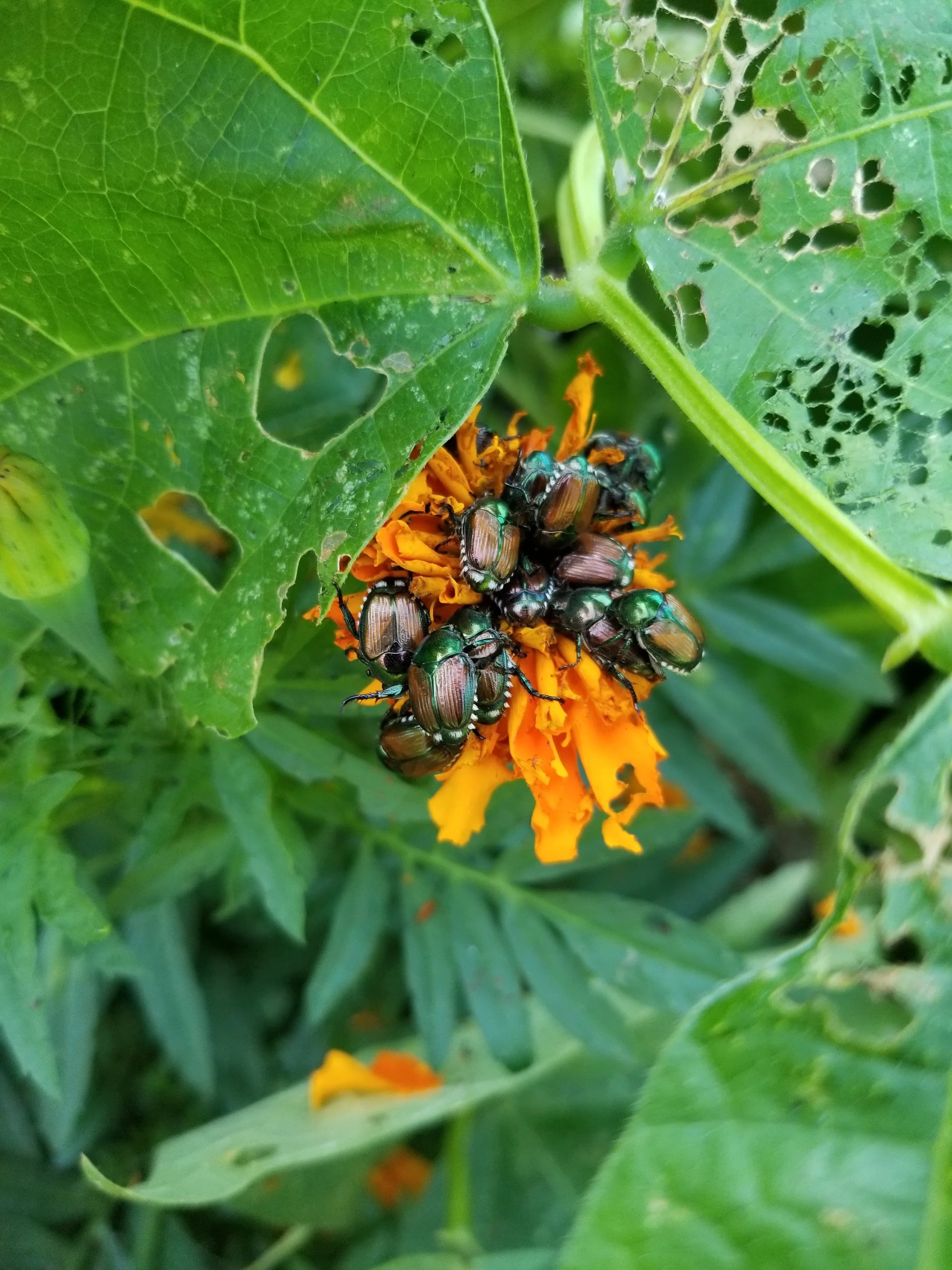 Japanese Beetles