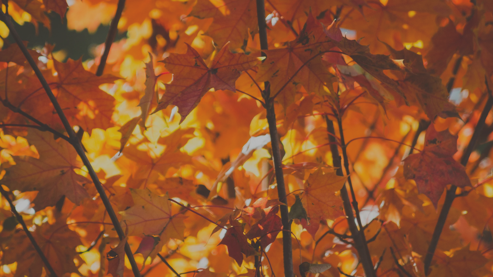 White & Orange Blurred Background Autumn Fall Quote Facebook Cover.png