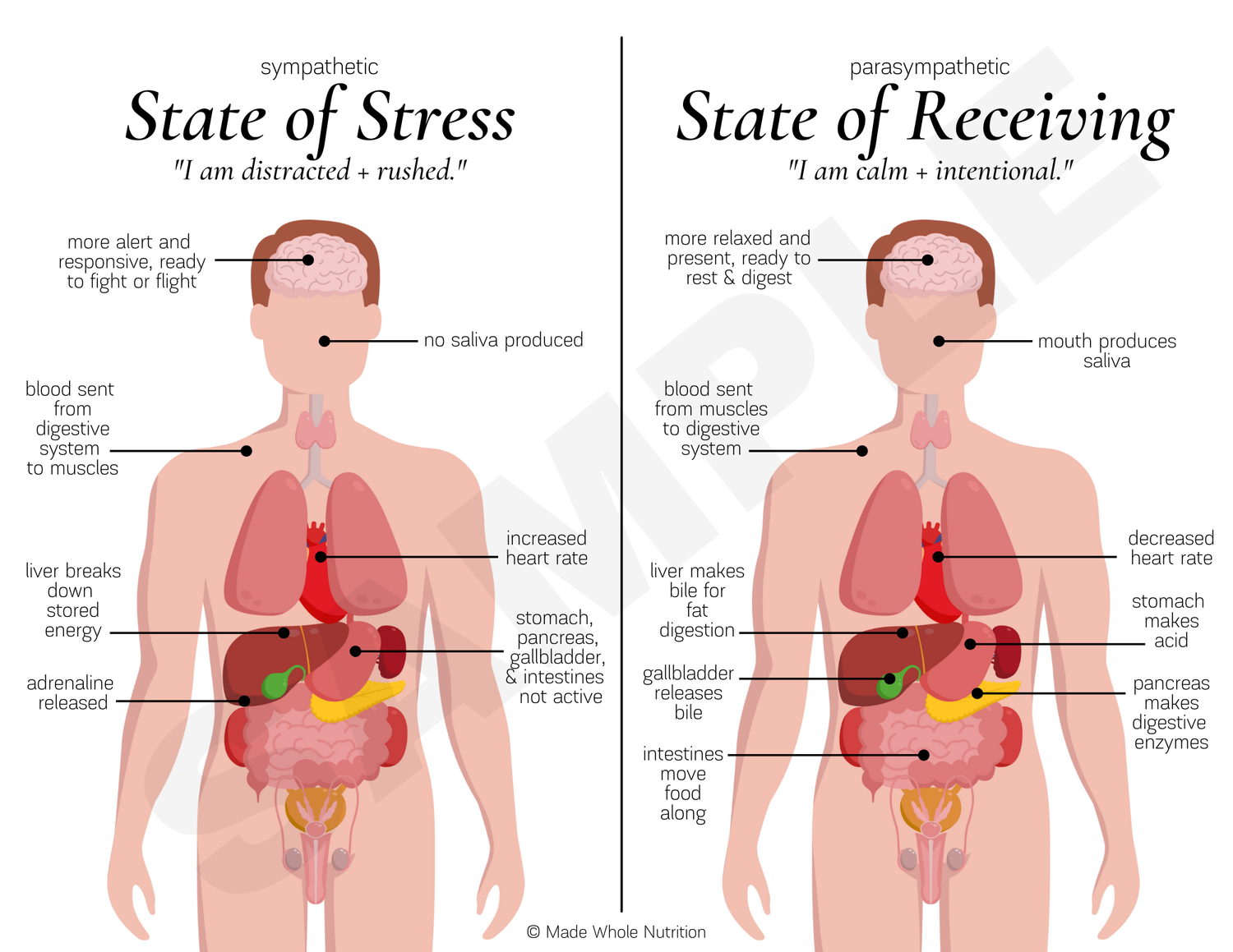 Bile Health Handout — Functional Health Research + Resources — Made ...