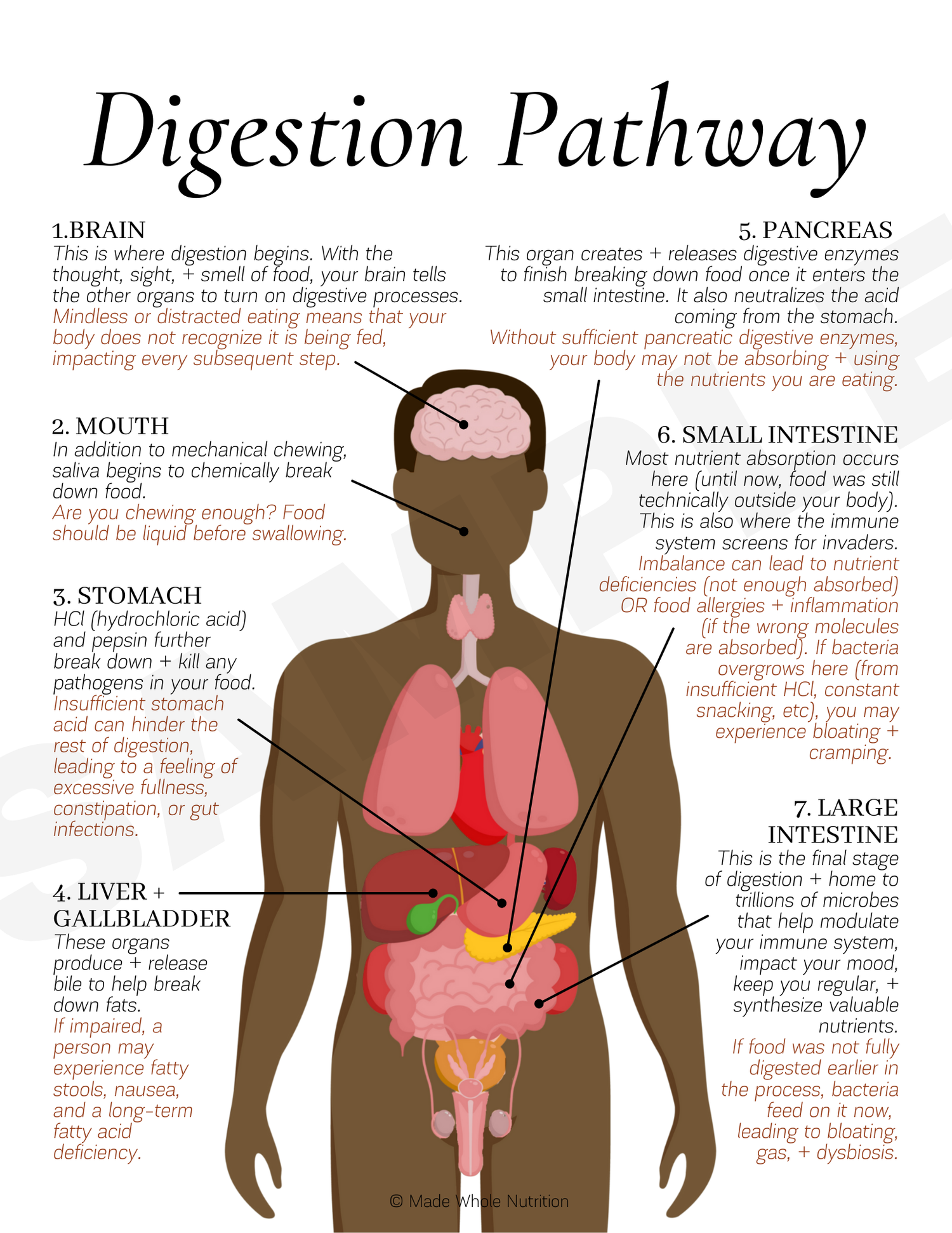 Digestion Pathway Handout — Functional Health Research + Resources