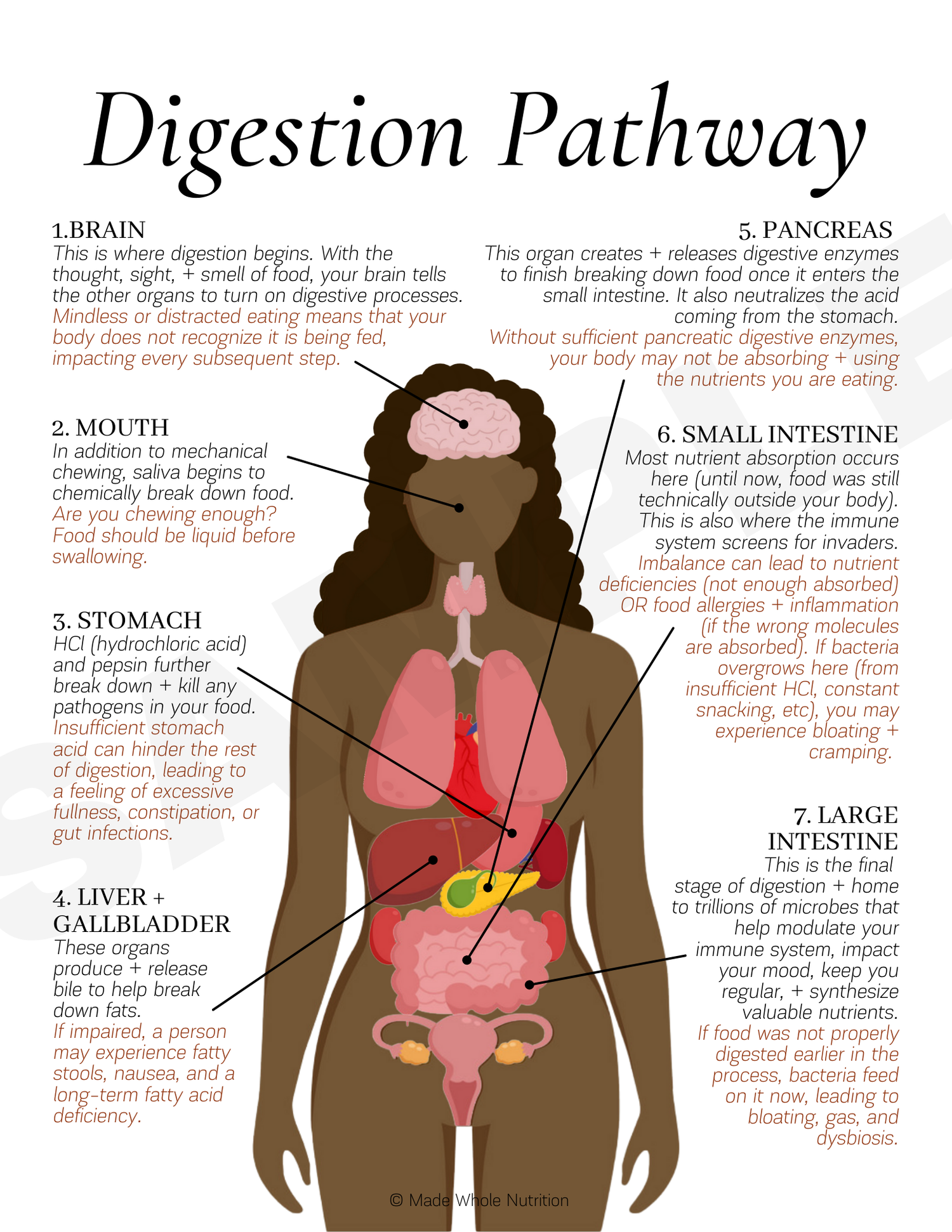 Digestion Pathway Handout — Functional Health Research + Resources