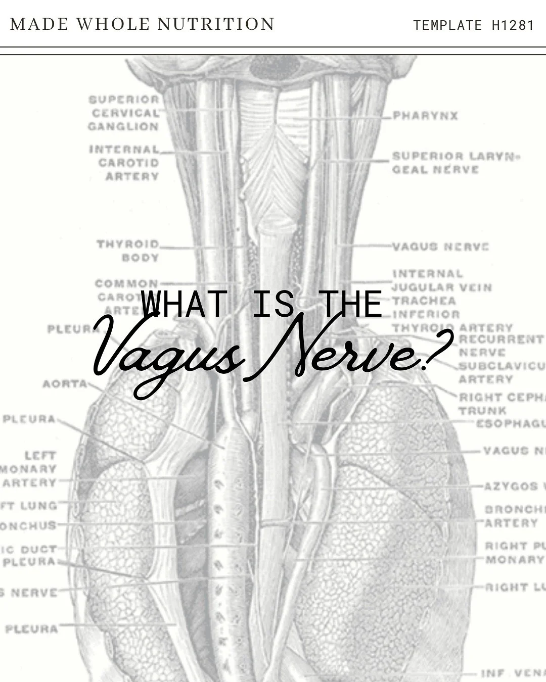 IMO the supporting the vagus nerve is one of the most underrated ways to support overall health