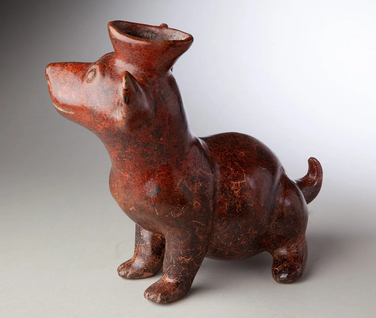 Colima-Dog-Turned-Head-Colima-Pre-Columbian-Art-Blackburn-2.jpg