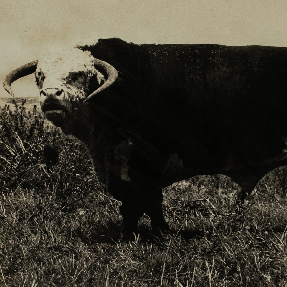 2640-Parker-Ranch-Prized-Cattle-Photo-AW-Carter-Hawaii-Art-Blackburn-2.jpg