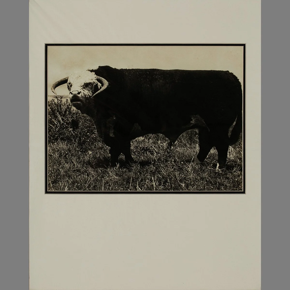 2640-Parker-Ranch-Prized-Cattle-Photo-AW-Carter-Hawaii-Art-Blackburn-1.jpg
