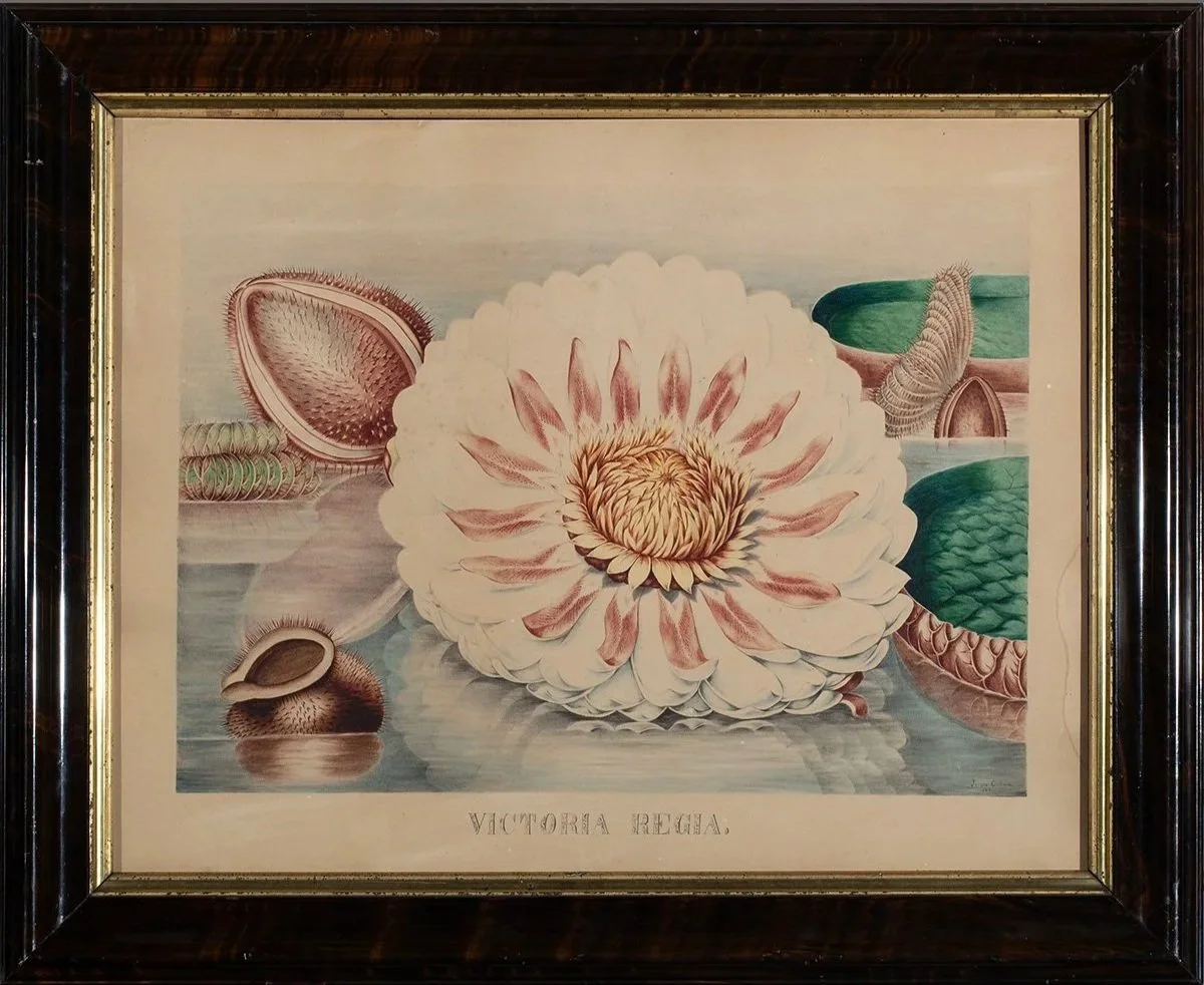 930-931-Pair-Water-Lilly-Paintings-Victoria+Regia-Art-Blackburn-3.jpg