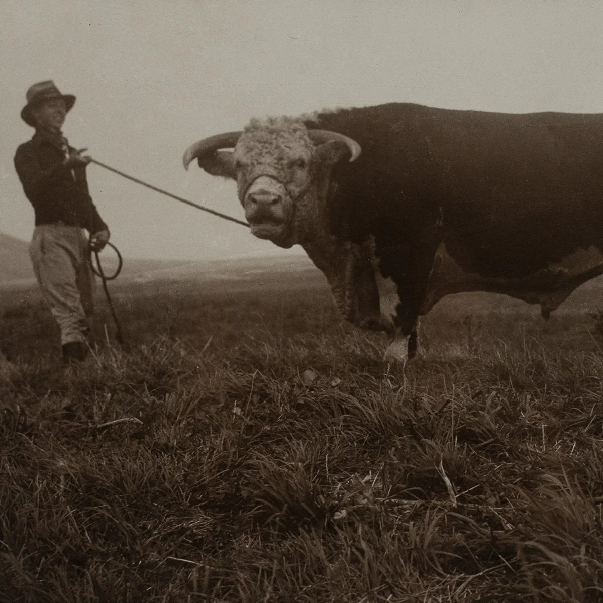 2636-Parker-Ranch-Prized-Cattle-Photo-AW-Carter-Hawaii-Art-Blackburn-2.jpg