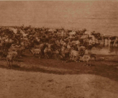 Edward Curtis, Reindeer on  Nunivak Island, Photogravure