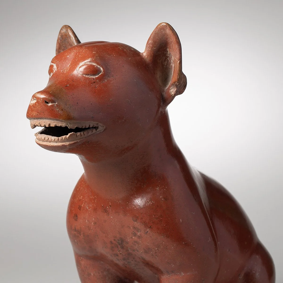 1073-Fine-Large-Colima-Dog-Pre-Columbian-Art-Blackburn-6.jpg