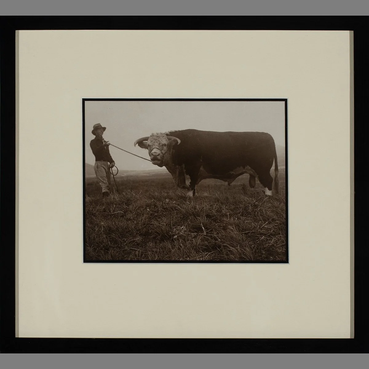 2636-Parker-Ranch-Prized-Cattle-Photo-AW-Carter-Hawaii-Art-Blackburn-1.jpg