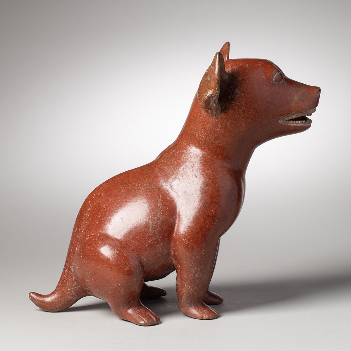 1073-Fine-Large-Colima-Dog-Pre-Columbian-Art-Blackburn-4.jpg