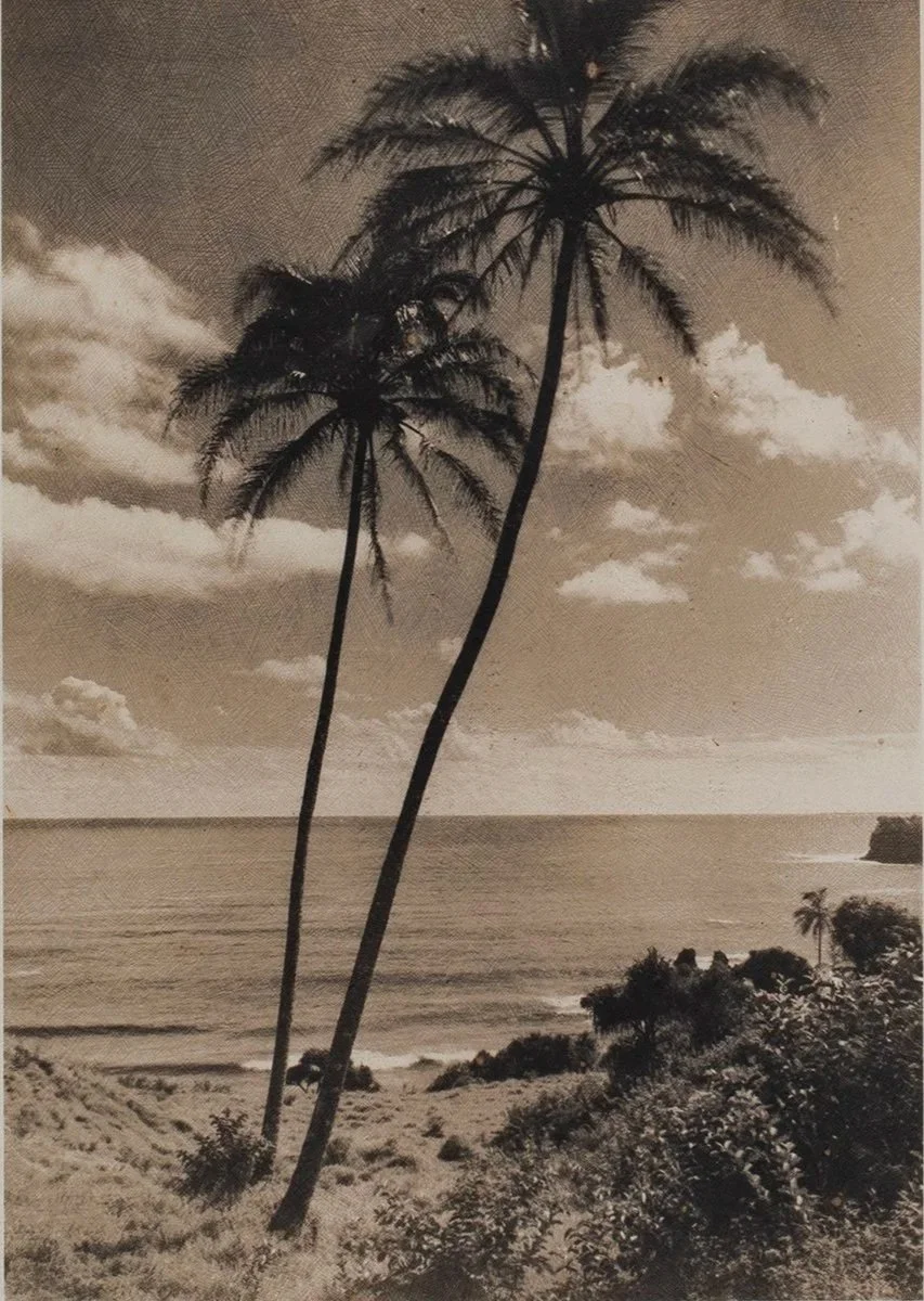 Coconut Palms, Hawaiʻi by James J. Williams, 1920s