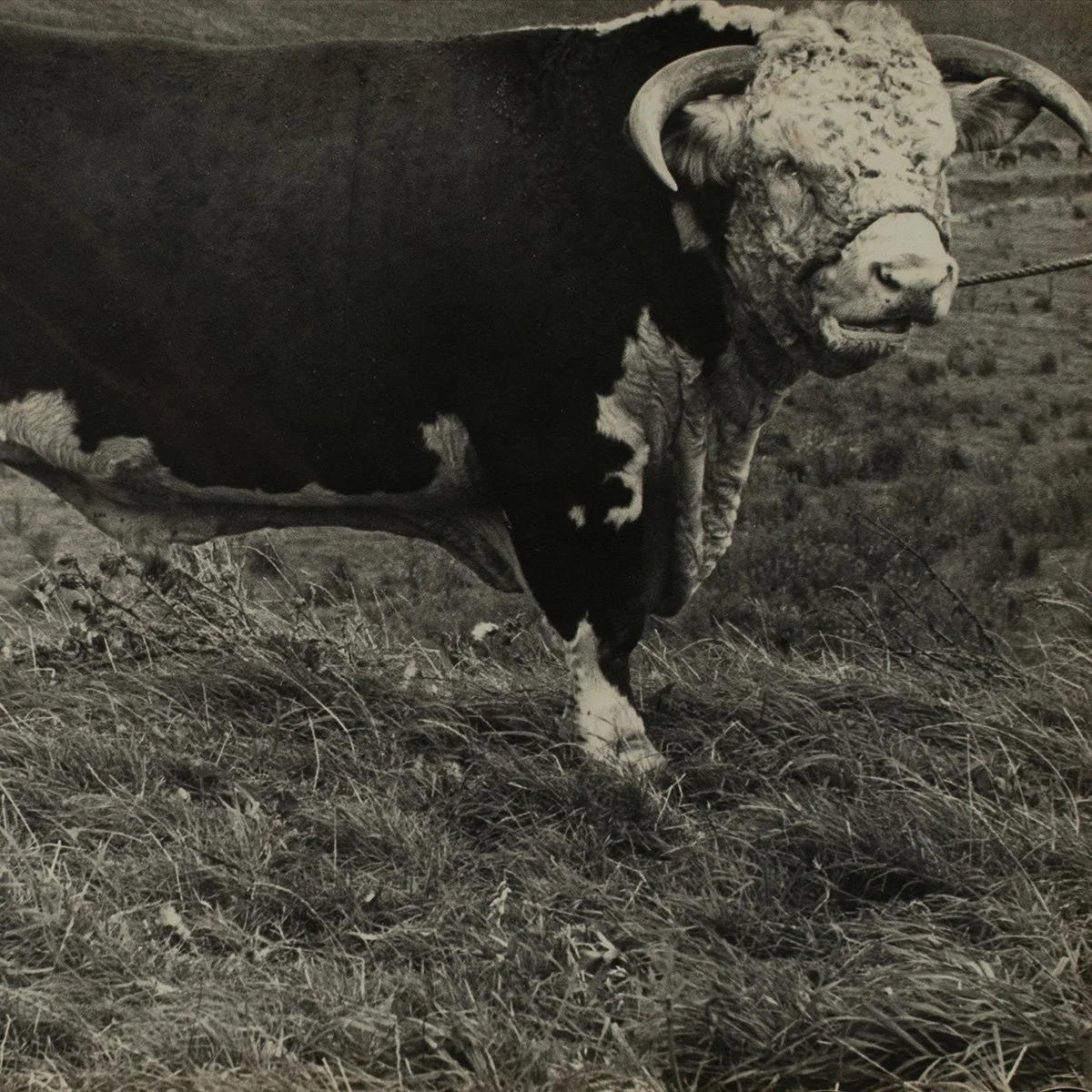 2637-Parker-Ranch-Prized-Cattle-Photo-AW-Carter-Hawaii-Art-Blackburn-2.jpg