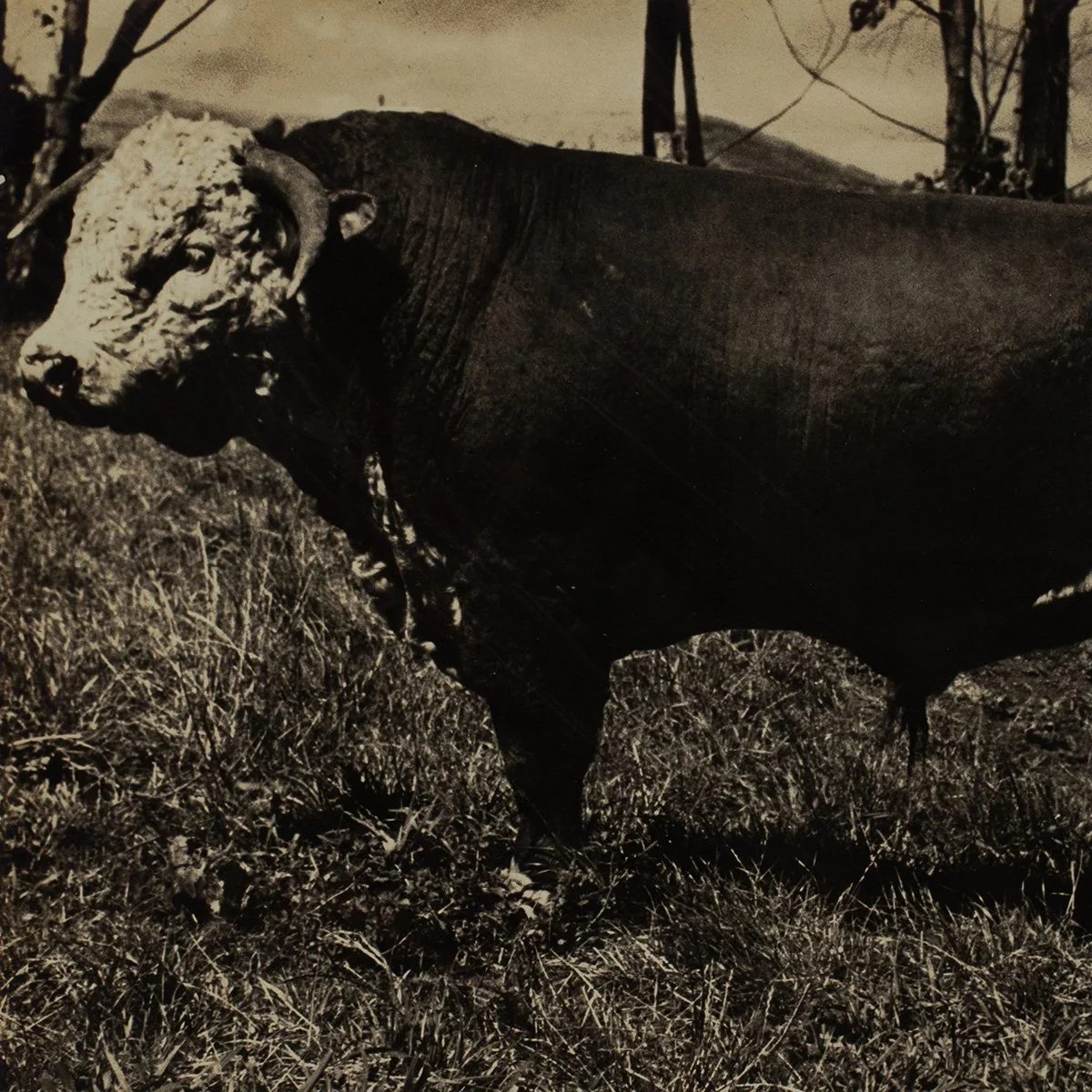 2639-Parker-Ranch-Prized-Cattle-Photo-AW-Carter-Hawaii-Art-Blackburn-2.jpg
