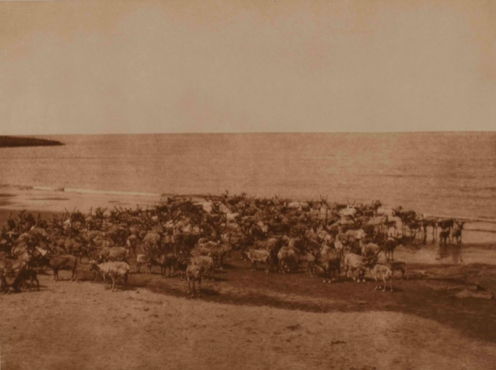 Edward Curtis, Reindeer on  Nunivak Island, Photogravure
