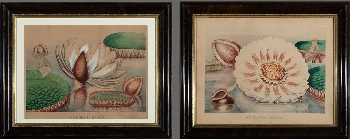 930-931-Pair-Water-Lilly-Paintings-Victoria+Regia-Art-Blackburn-1.jpg