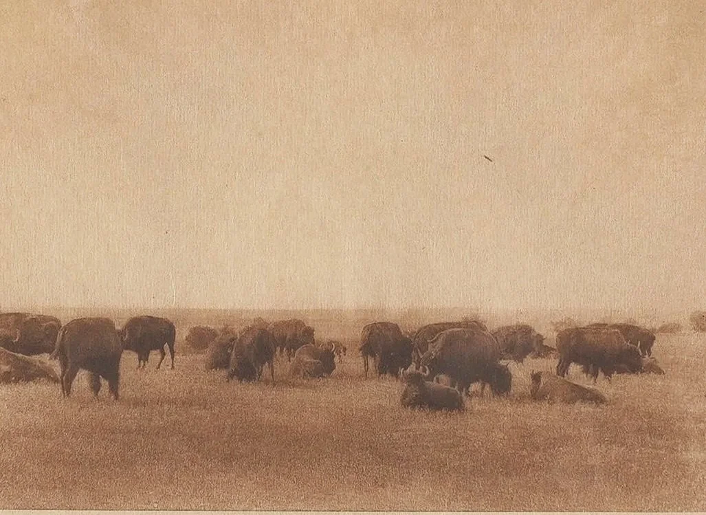 2419-Edward-Curtis-Photograph-The-Buffalo-Plains-Native-American-Photography-Art-Blackburn-2.jpg