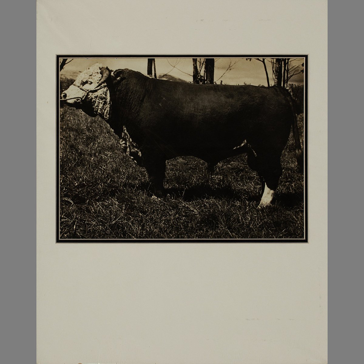 2638-Parker-Ranch-Prized-Cattle-Photo-AW-Carter-Hawaii-Art-Blackburn-1.jpg