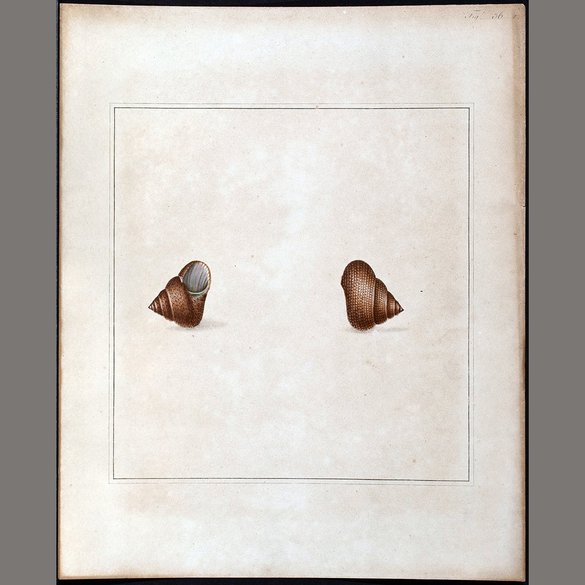 Thomas-Martin-Shell-Engravings-Curiosity-Art-Blackburn-8.jpg