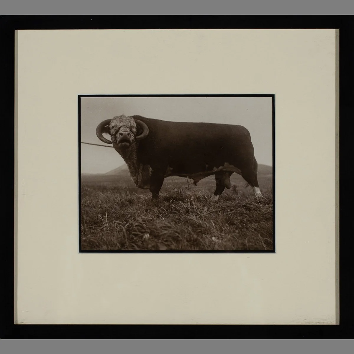 2635-Parker-Ranch-Prized-Cattle-Photo-AW-Carter-Hawaii-Art-Blackburn-1.jpg