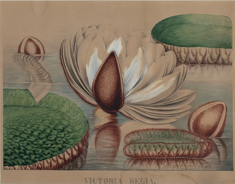 Pair of Water Lilly Paintings "Victoria Regia"