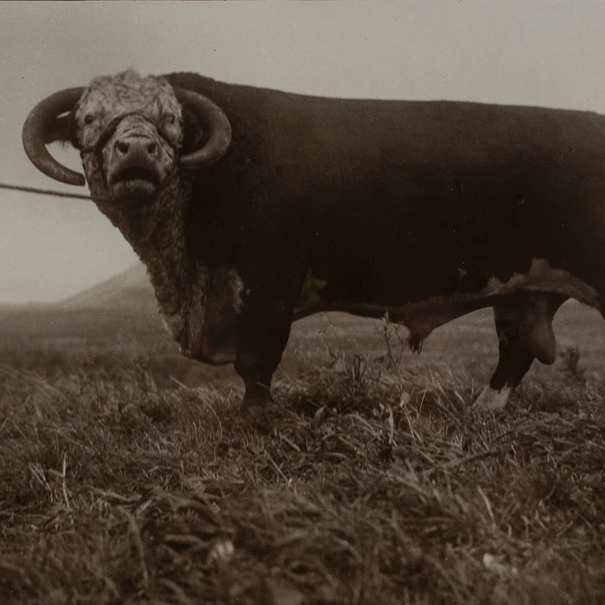 2635-Parker-Ranch-Prized-Cattle-Photo-AW-Carter-Hawaii-Art-Blackburn-2.jpg
