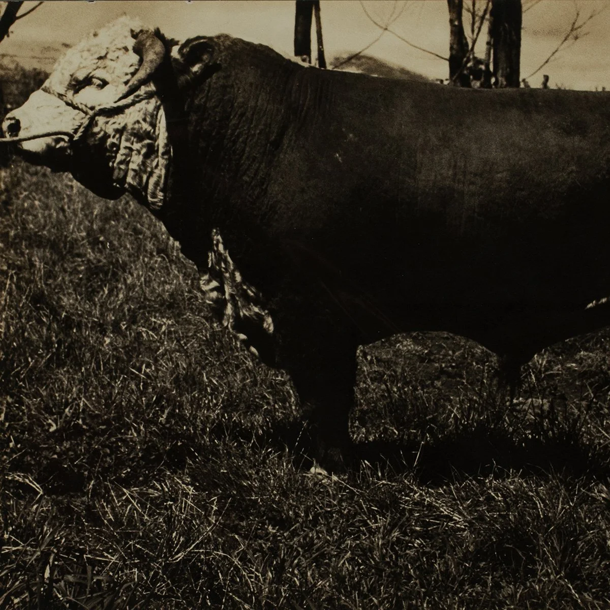 2638-Parker-Ranch-Prized-Cattle-Photo-AW-Carter-Hawaii-Art-Blackburn-2.jpg