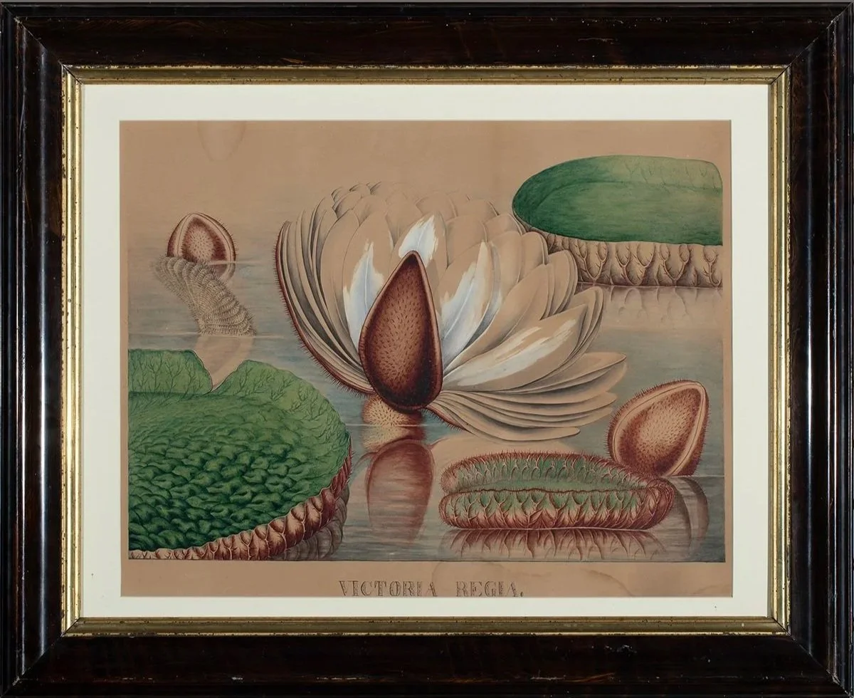 930-931-Pair-Water-Lilly-Paintings-Victoria+Regia-Art-Blackburn-2.jpg