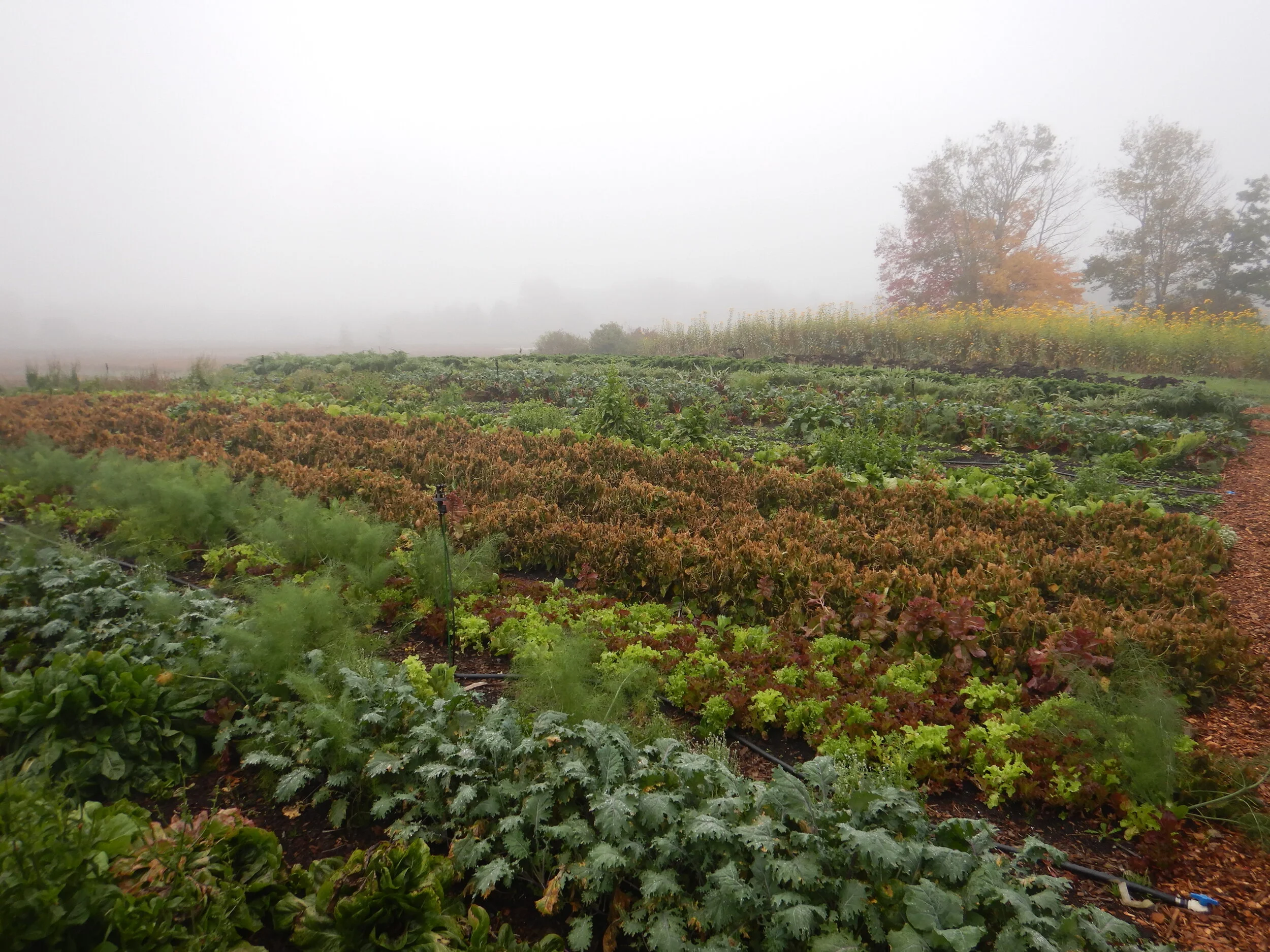 Stonecipher Farm