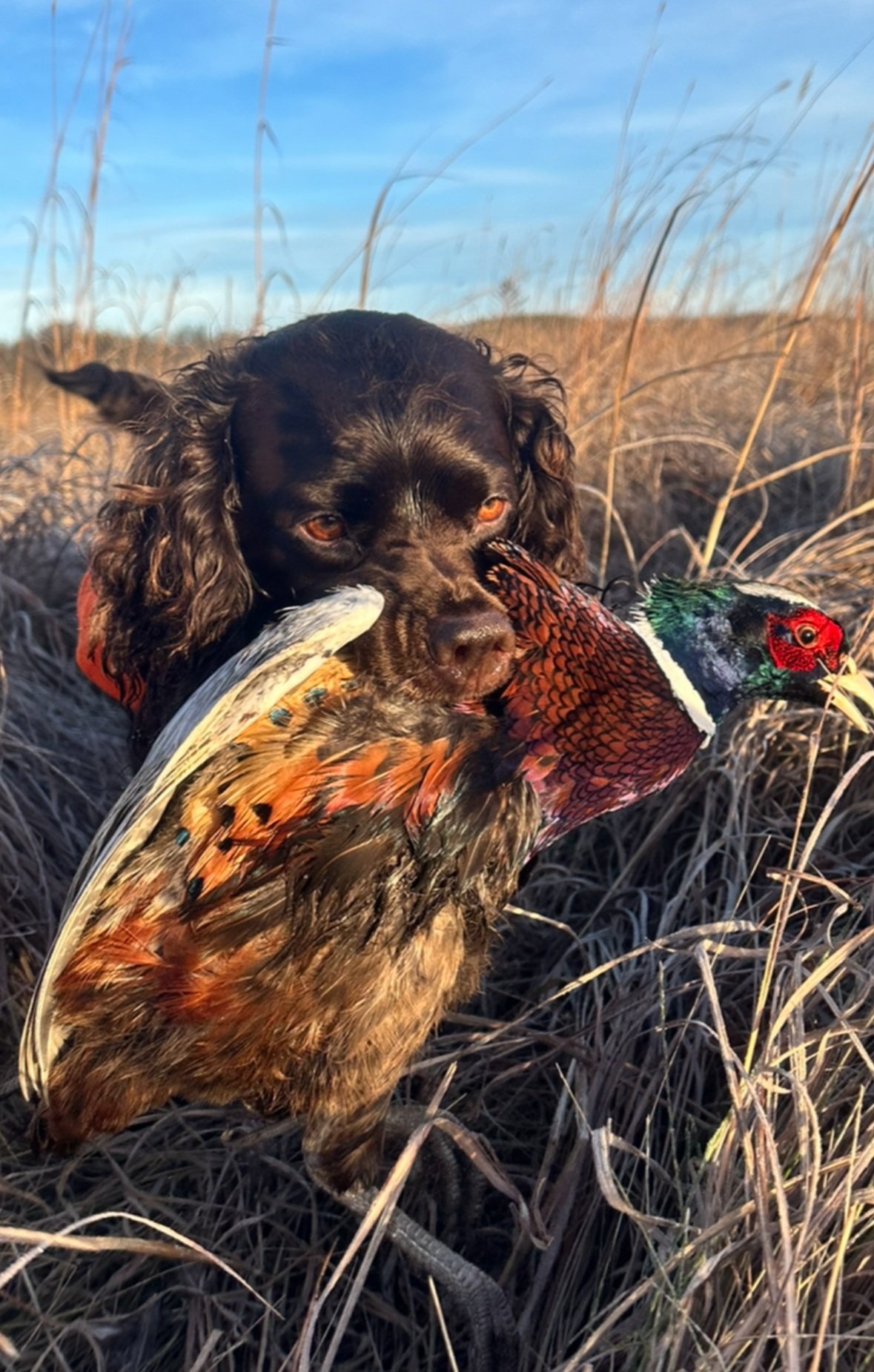 2024 Pheasant Fest