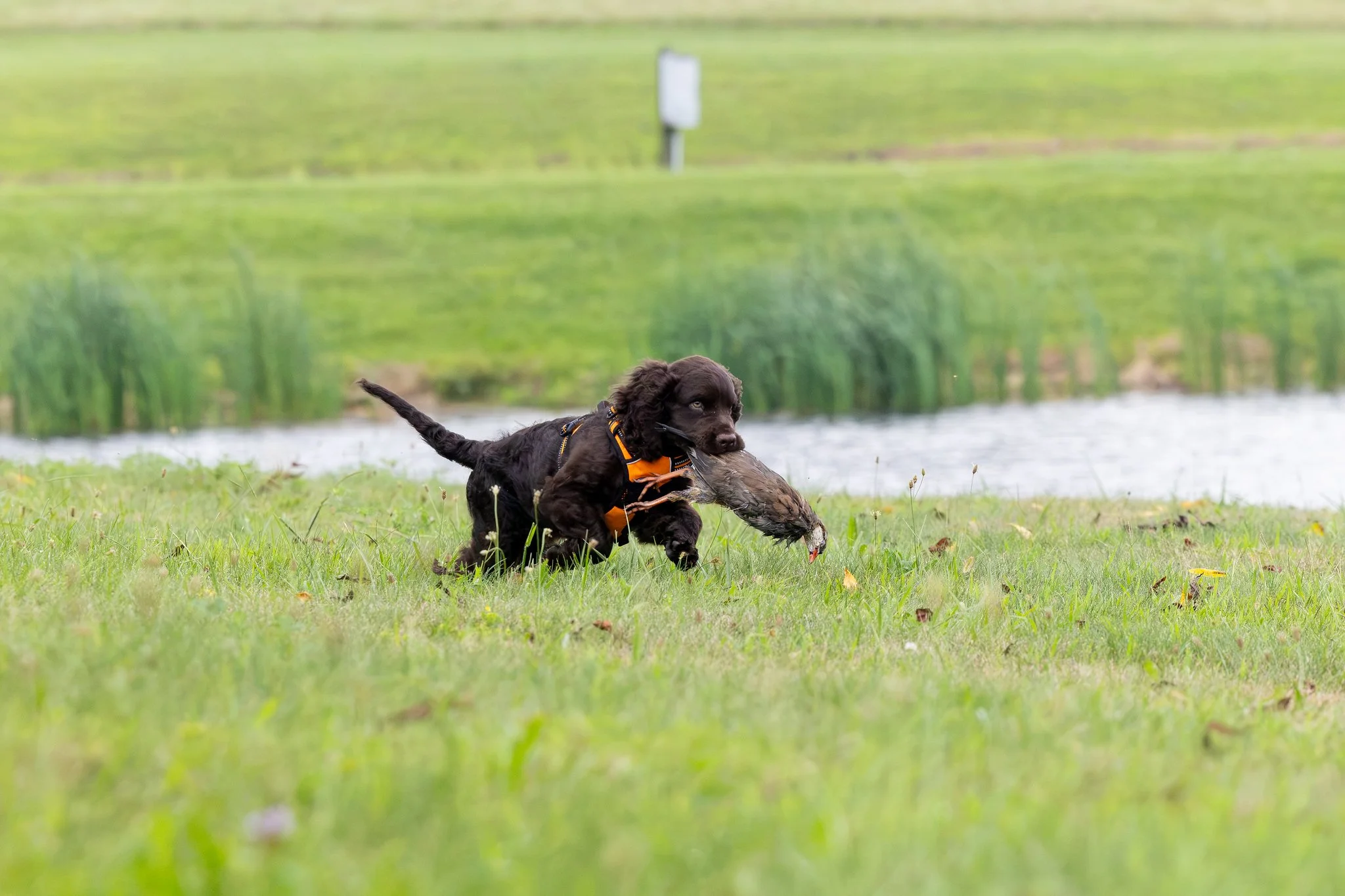 AWSCNaturalAbilities-4-X4.jpg