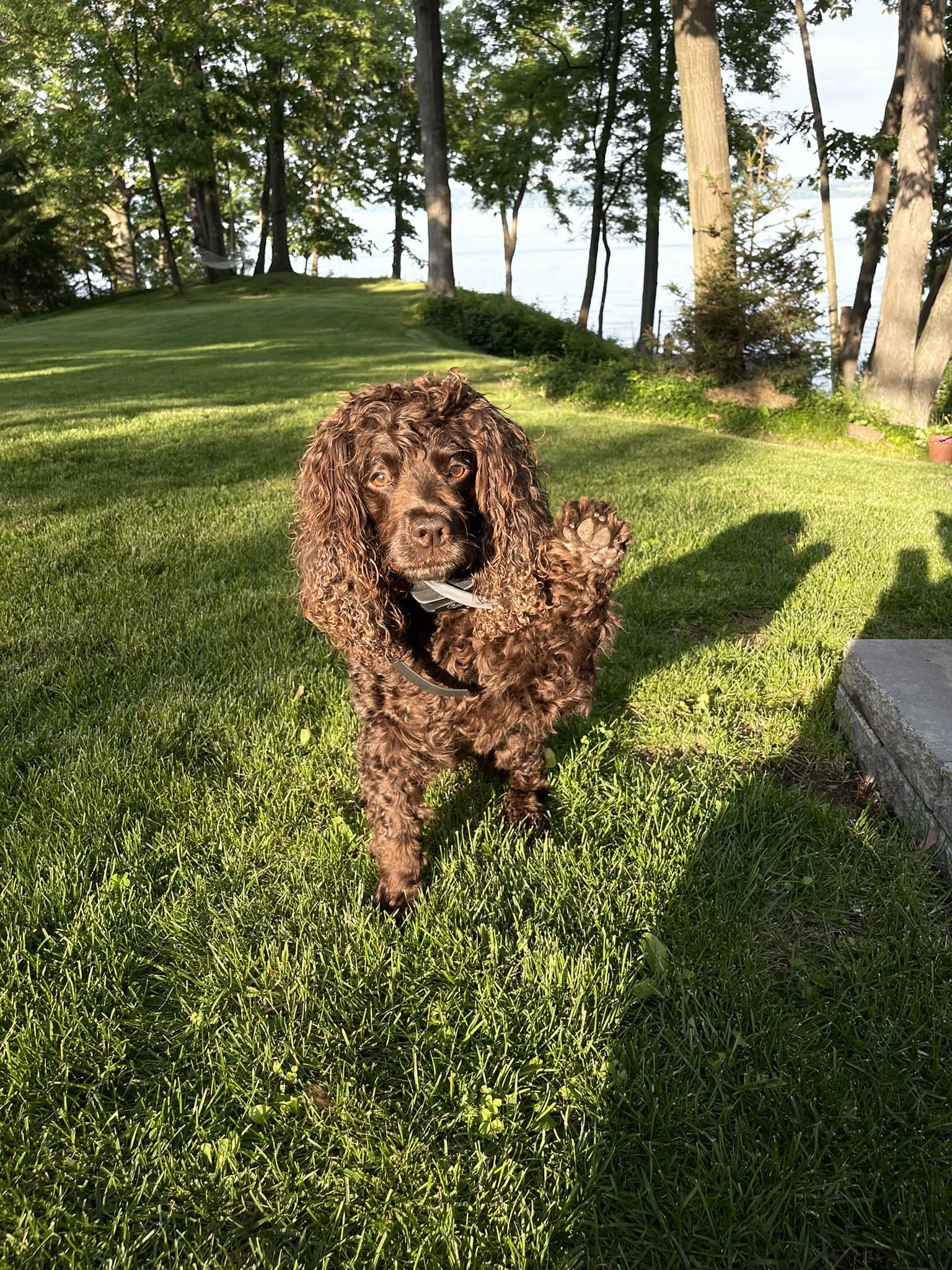 Greetings - give me some paw