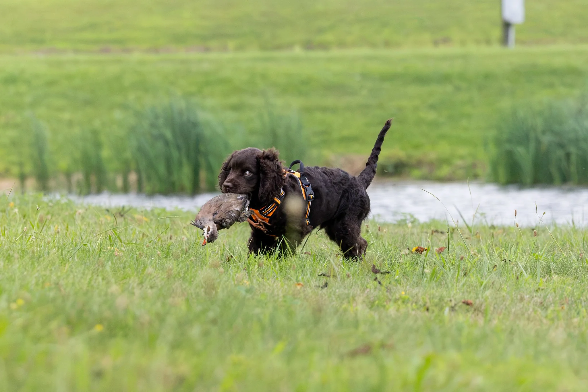AWSCNaturalAbilities-6-X4.jpg
