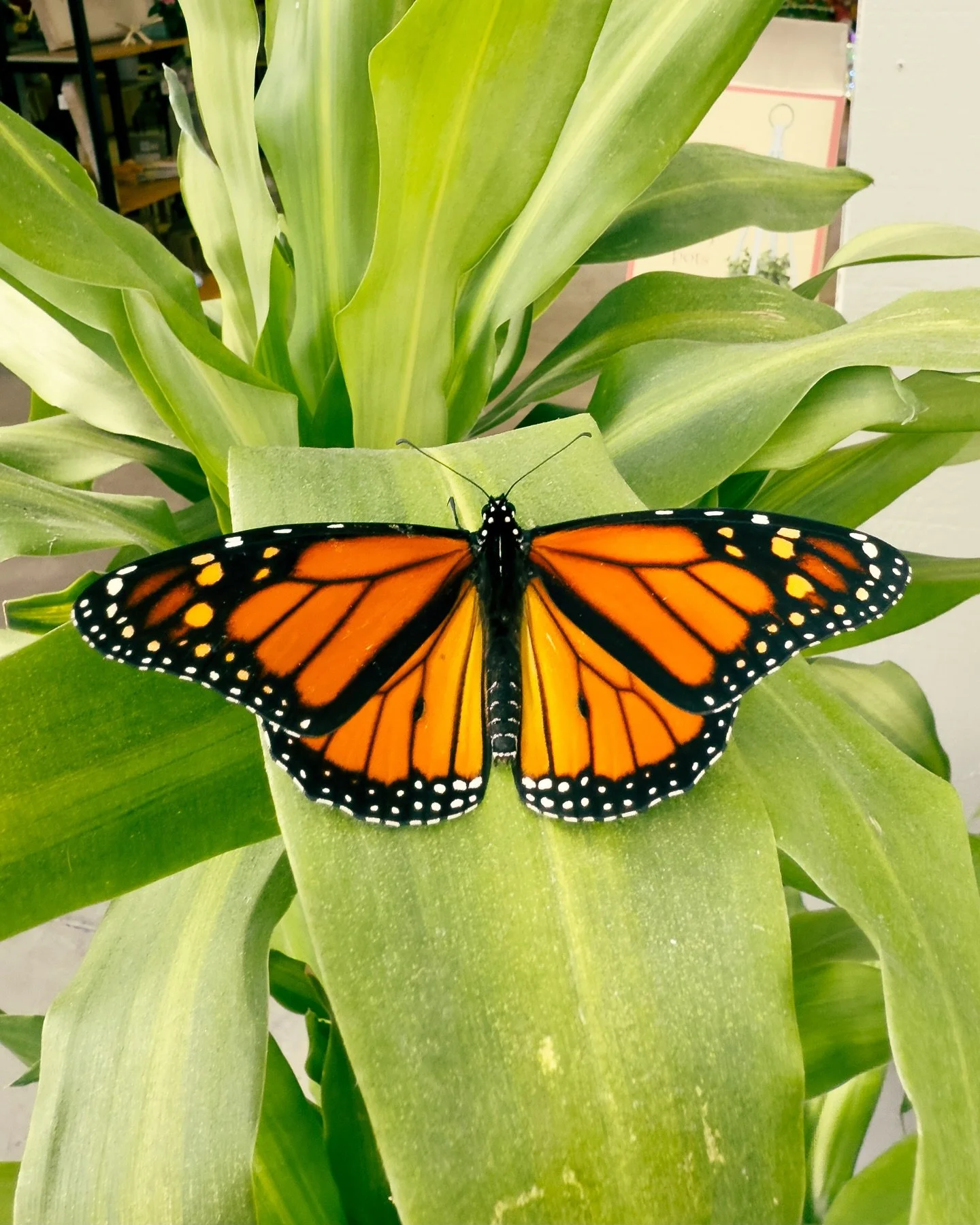 A little dose of magic and color therapy from one of my favorite escapes: a local greenhouse. It&rsquo;s always so warm and full of life in there, and I was so honored to spend a few quiet moments with a magnificent Monarch butterfly. If you swipe, y