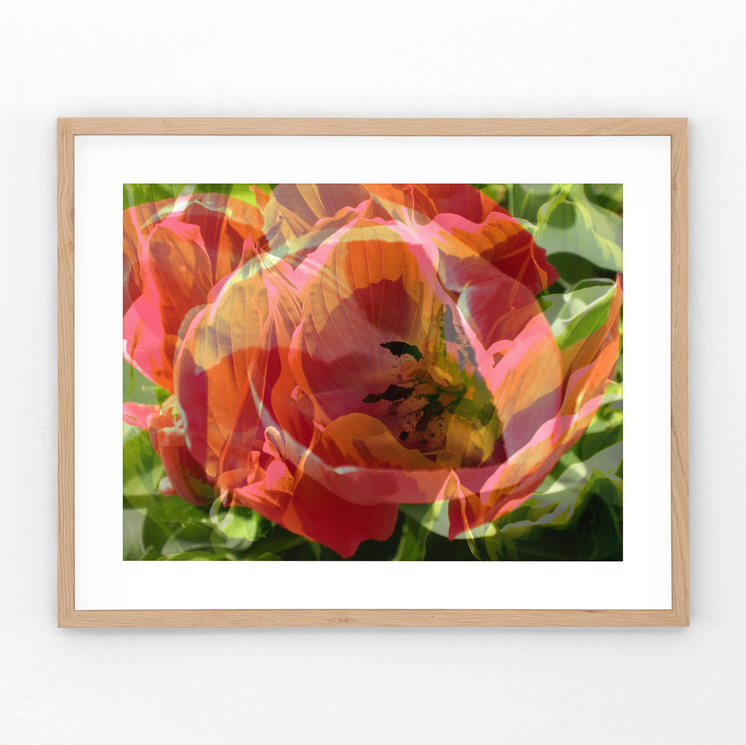 Tulip-Hosta-Framed.jpg