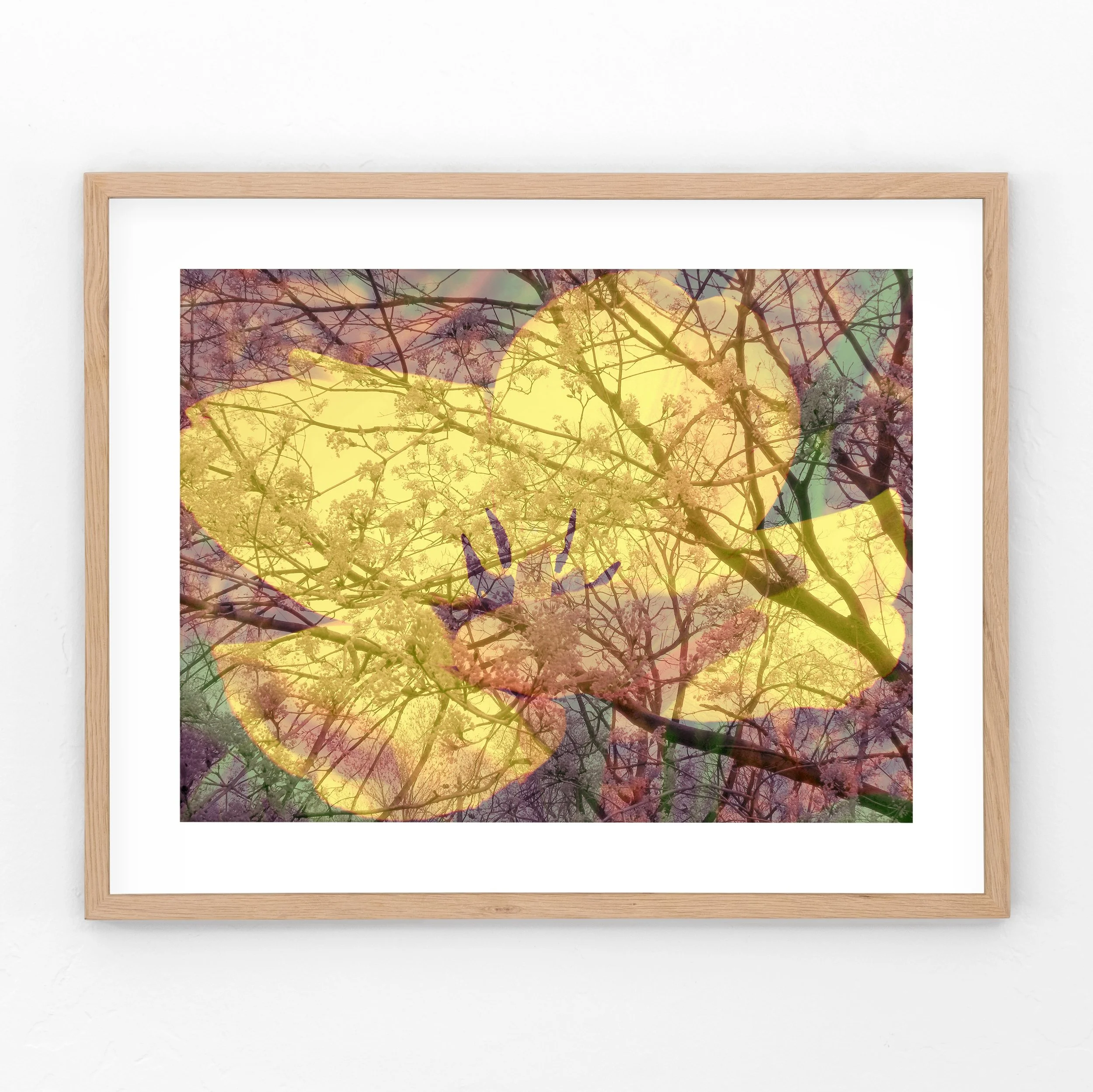 Maple-Tulip-Framed.jpg