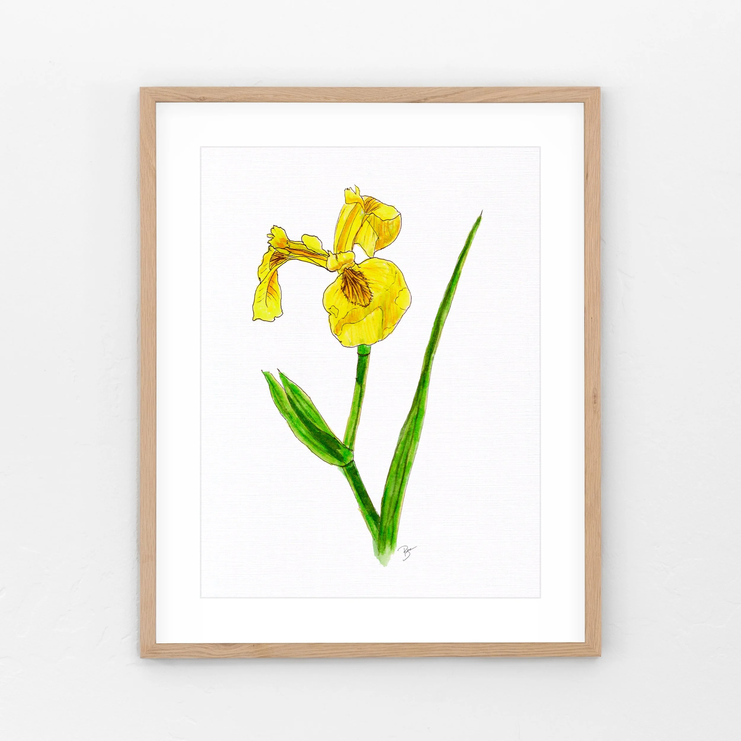 Flag Iris
