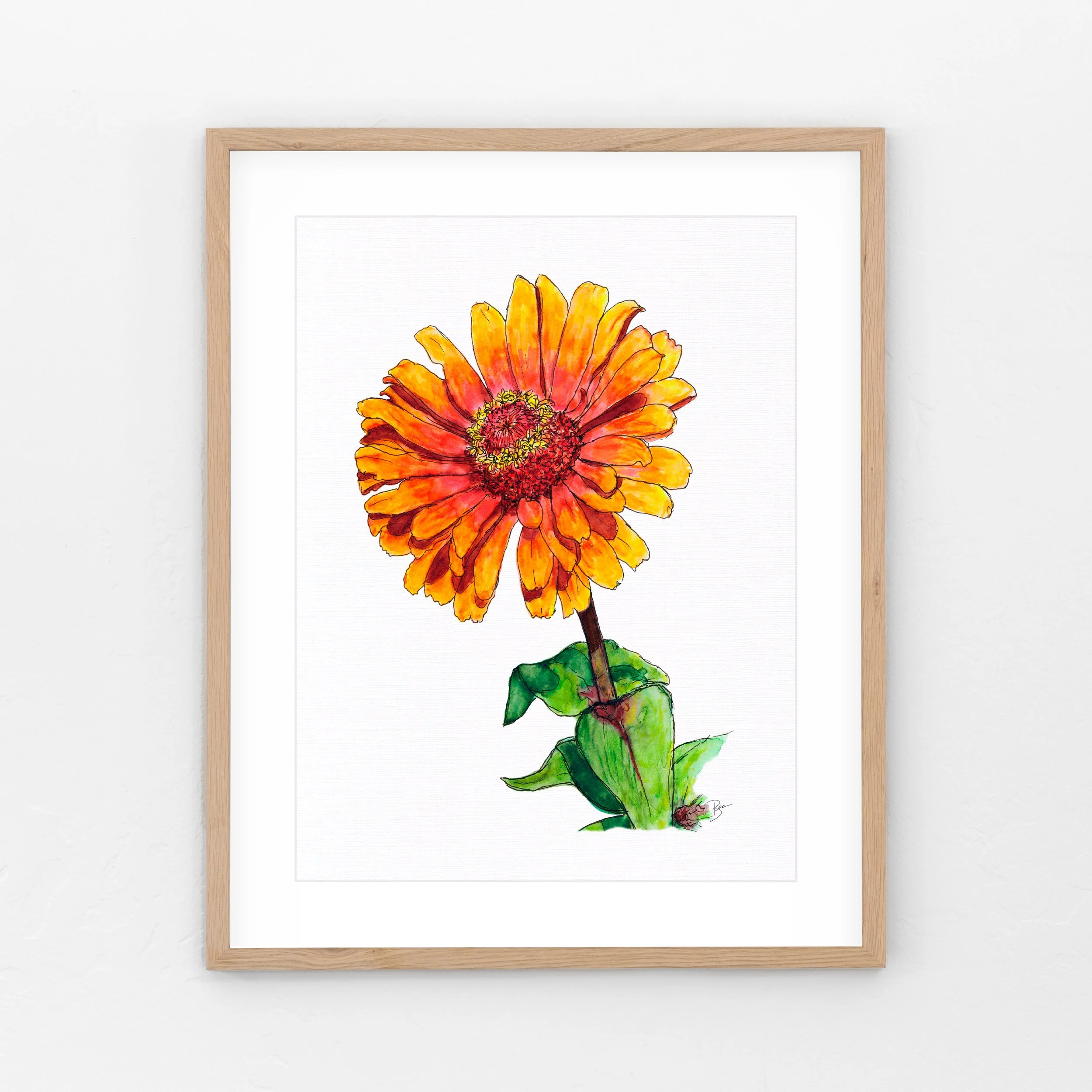 Zinnia