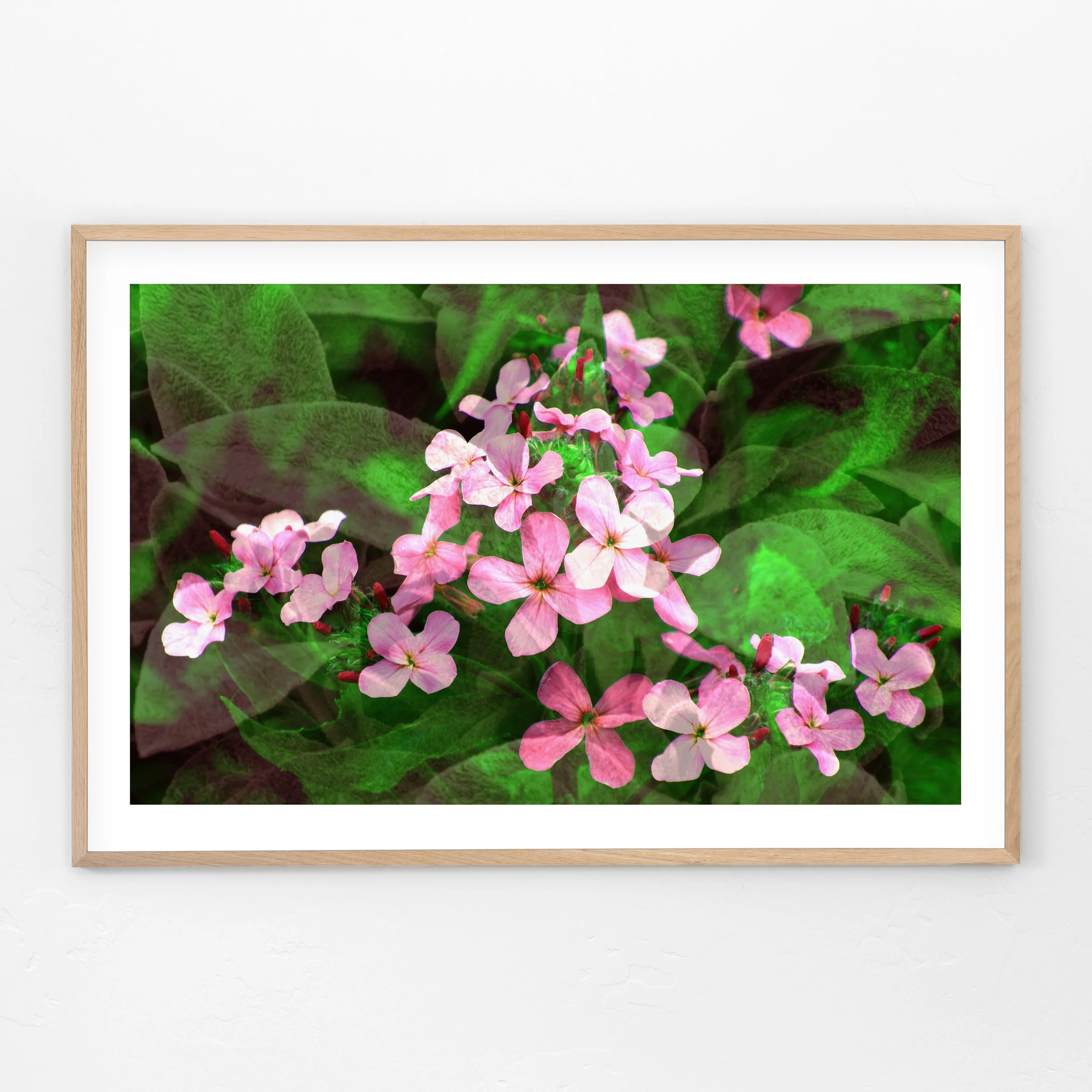 Dames-LambsEar-Framed.jpg