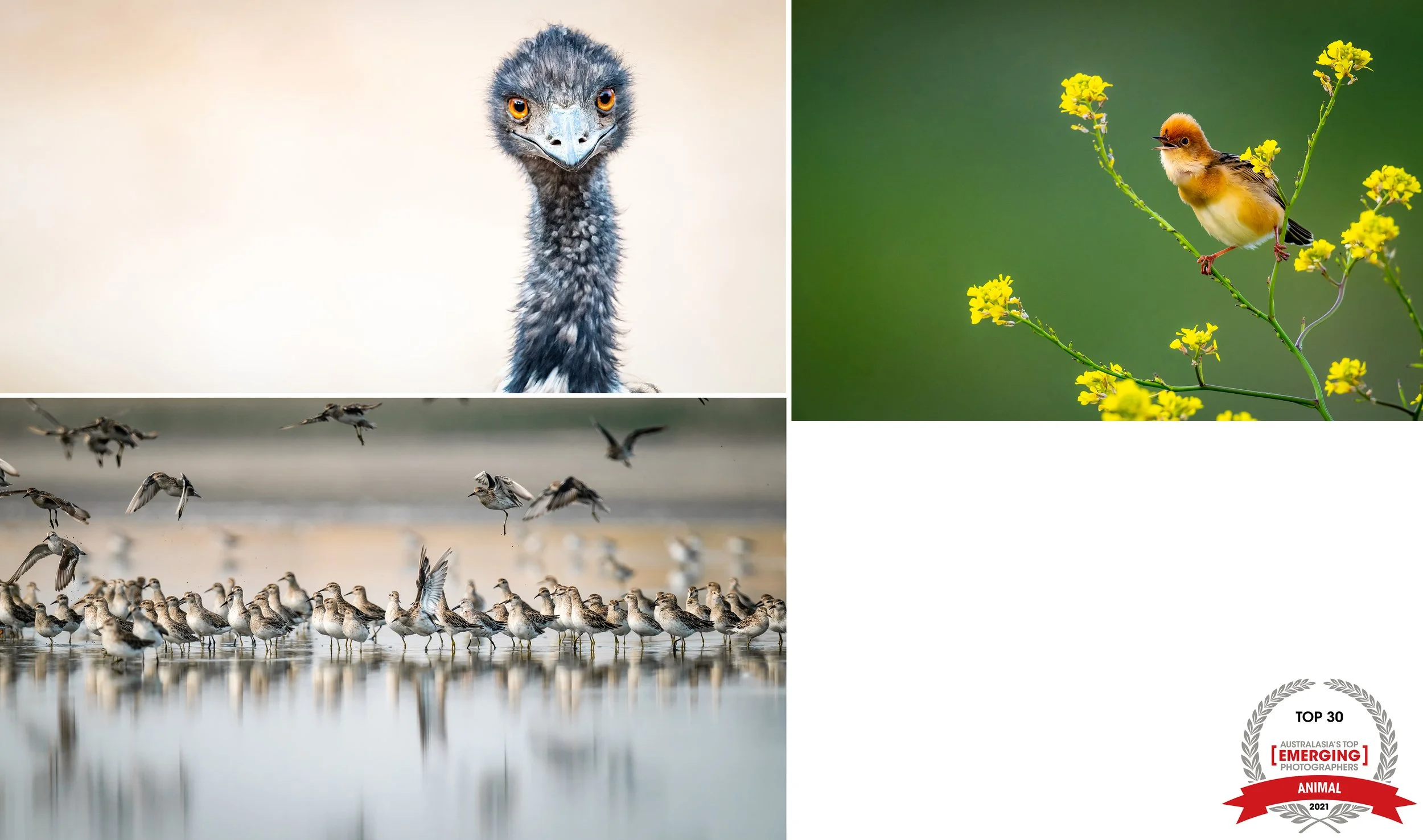 ATEP2021 - Birds of Western Victoria.jpg