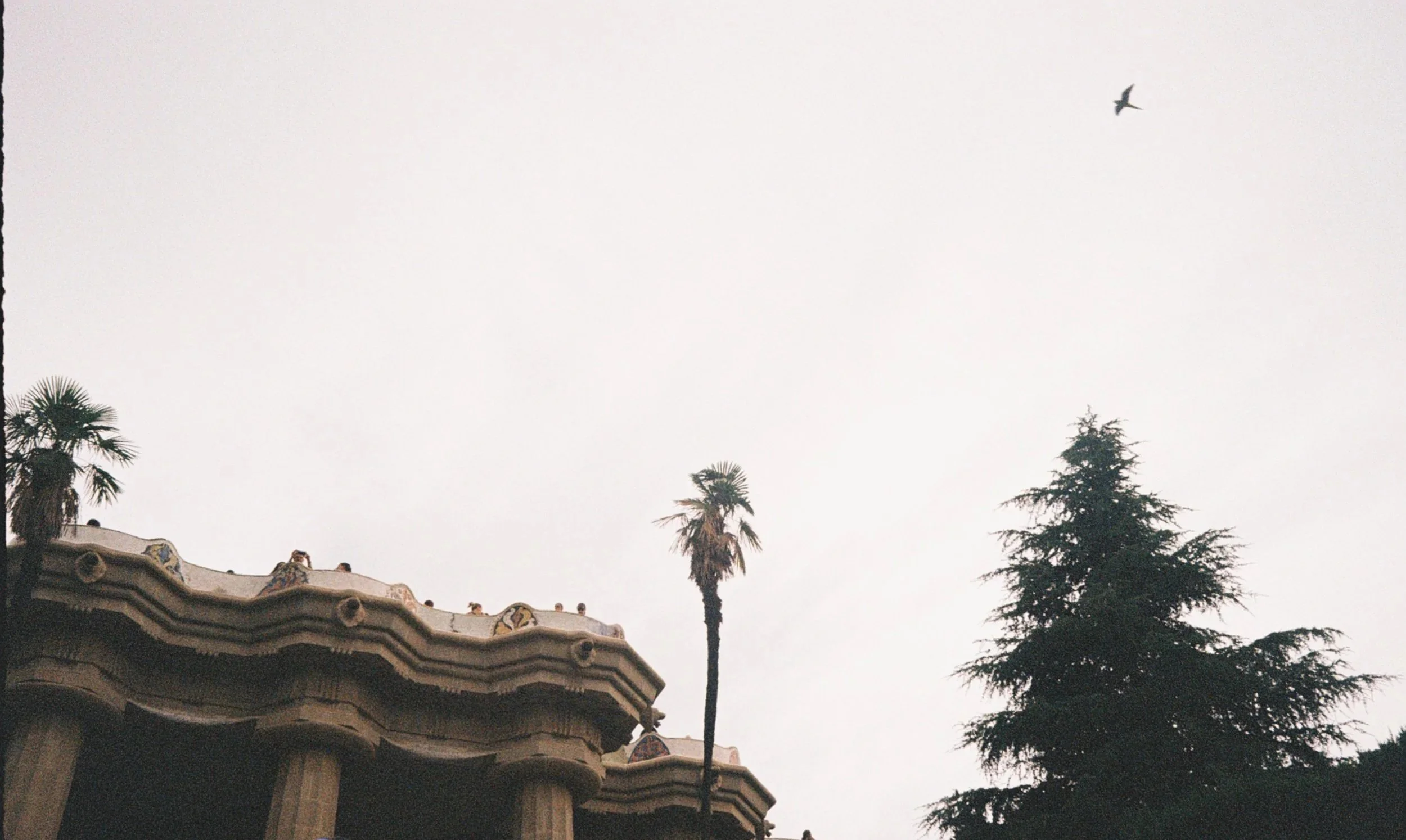 A daytime scene with tall palm trees and other trees, a part of a building roof with ornate architectural details, and a bird flying in a cloudy sky.