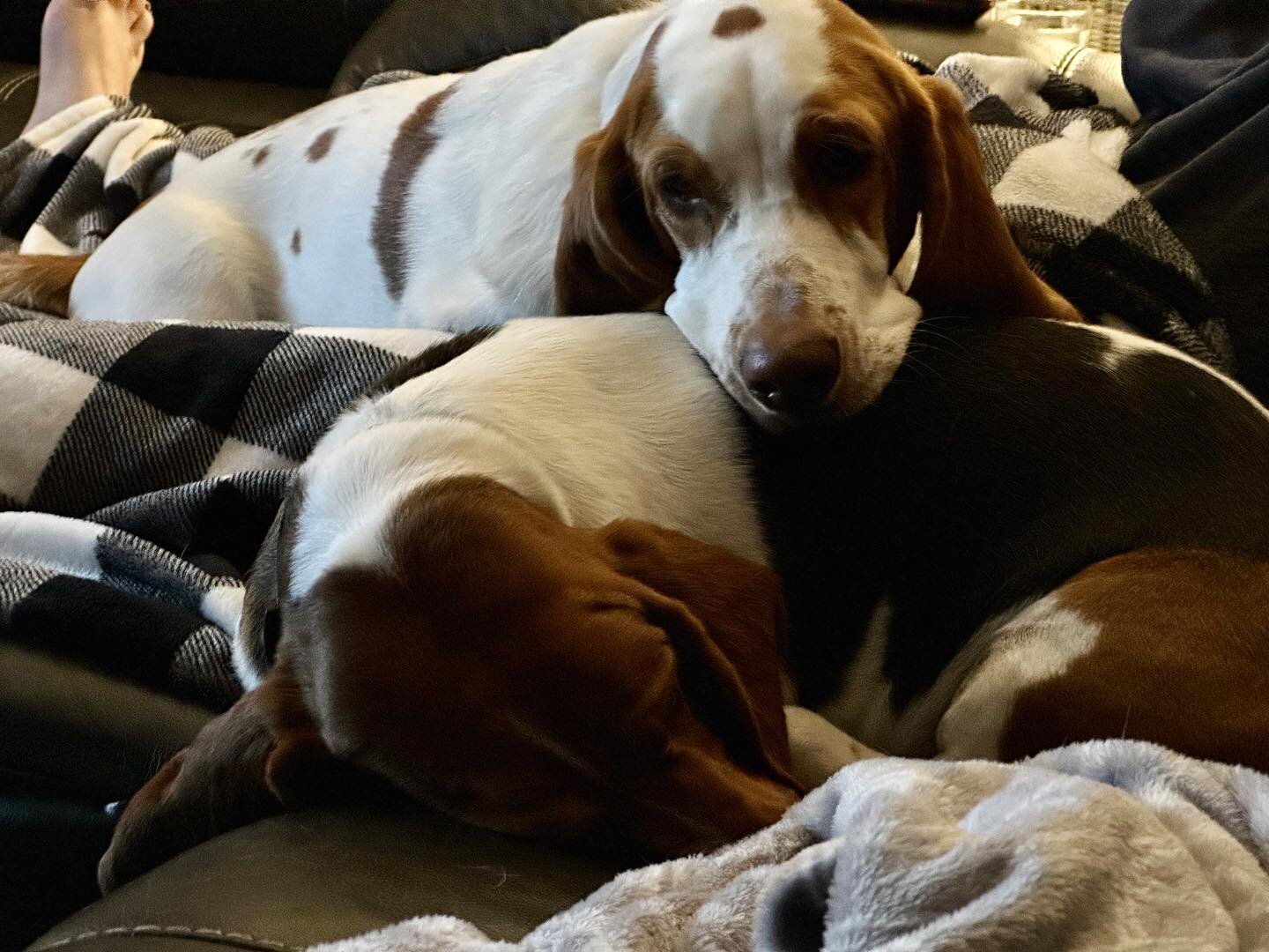 A little Saturday morning snuggling. Happy basset hounds.  What is your morning routine? #bassethoundsofinstagram #bassetlove #SaturdaySnuggles #PuppyLove #Mocha #Loki