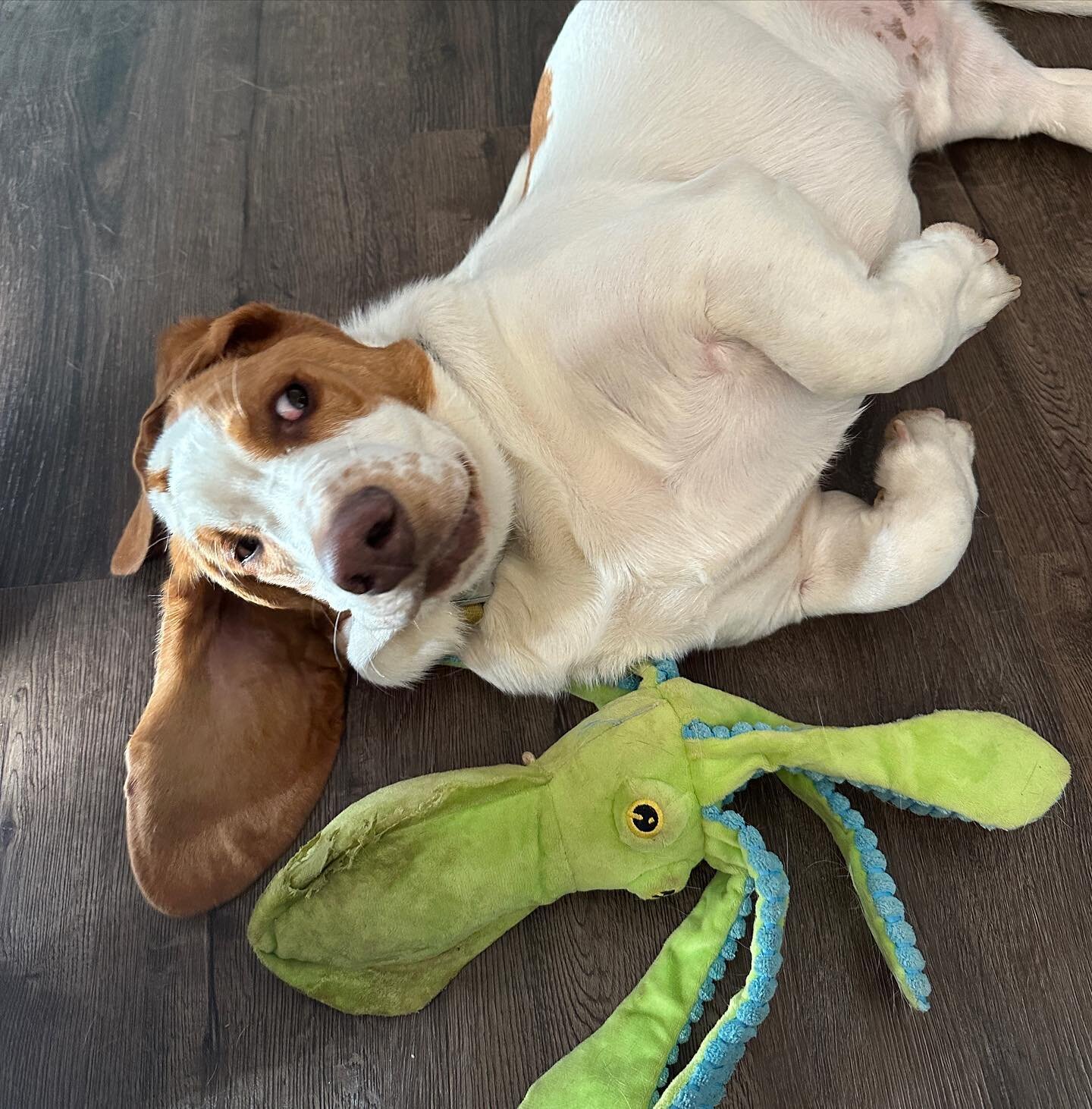 Did you see the squid!?!?! I think it is trying to get me! #bassethoundsofinstagram #bassetpuppylove #bassetlife #dogtoys #DidYouSeeThat