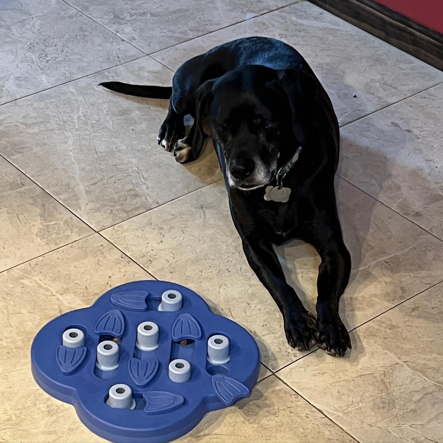 These &ldquo;smart dog&rdquo; toys aren&rsquo;t for me. Smart dogs know that they aren&rsquo;t supposed to dig after treats that haven&rsquo;t been given to them. So I will just lay here and look at you until you open it up for me and then tell me o 