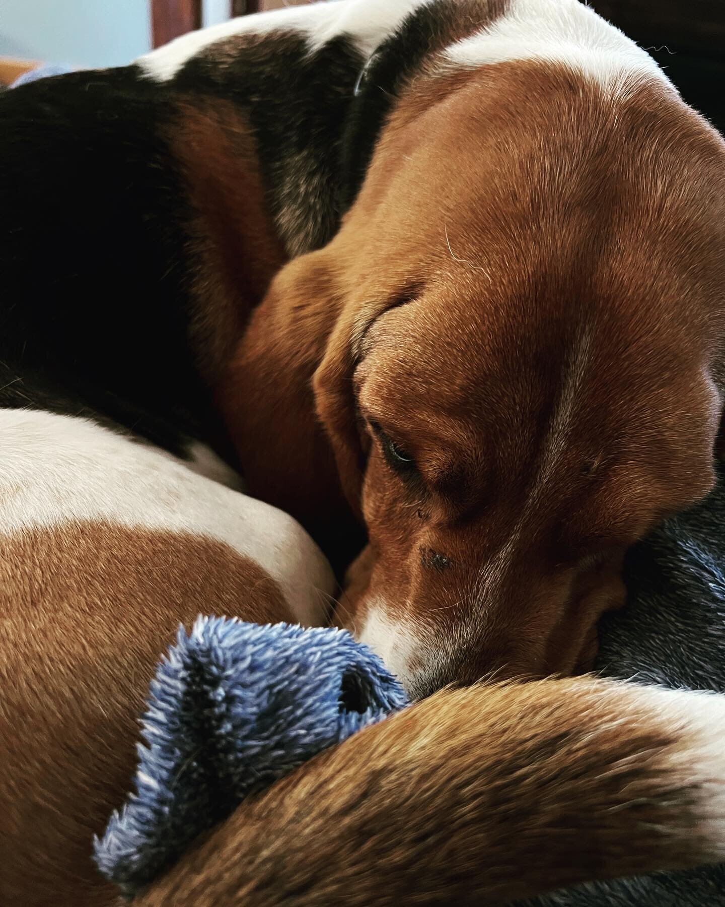 A Tuesday morning snooze. #mochathebasset #bassethound #NapTime