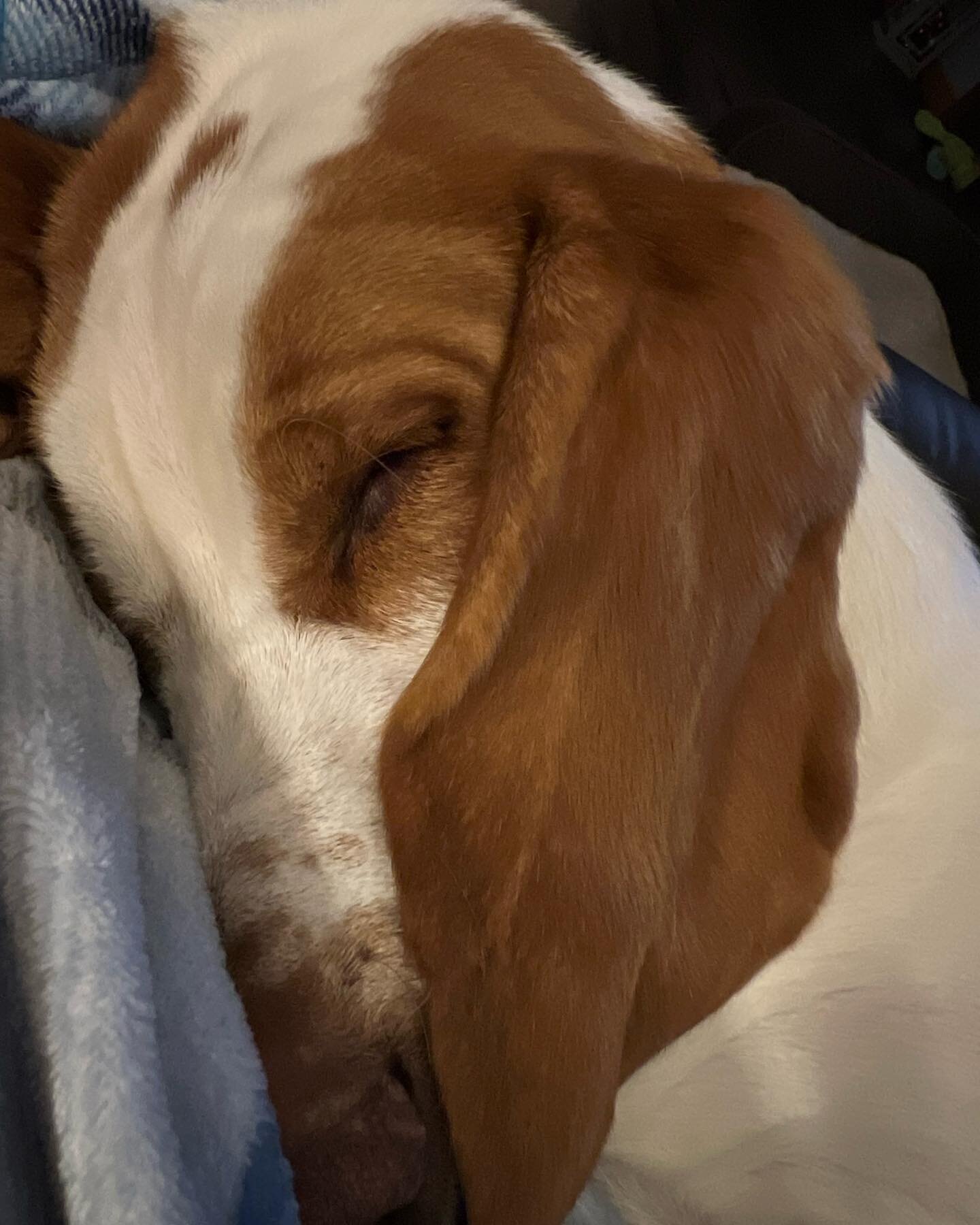 Sleepy puppy on this cold morning. Good thing I have my own nose blanket. These ears are amazing! #PuppyNaps #BassetHoundEars #BssetHound #SleepyPuppy